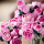 LEGO BOTANICALS 10374 Bukiet różowych róż - 1473598 - zdjęcie 11